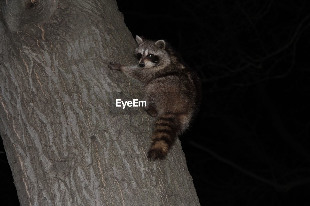 Low angle view of raccoon on tree trunk at night