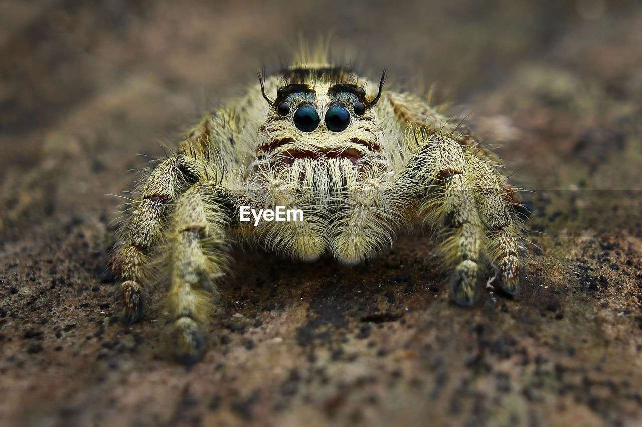 CLOSE-UP PORTRAIT OF SPIDER ON ROCK