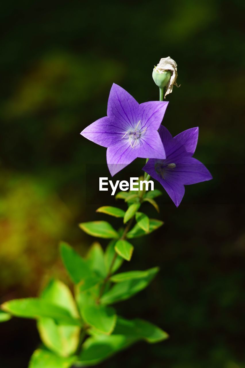 CLOSE-UP OF PURPLE FLOWERS BLOOMING