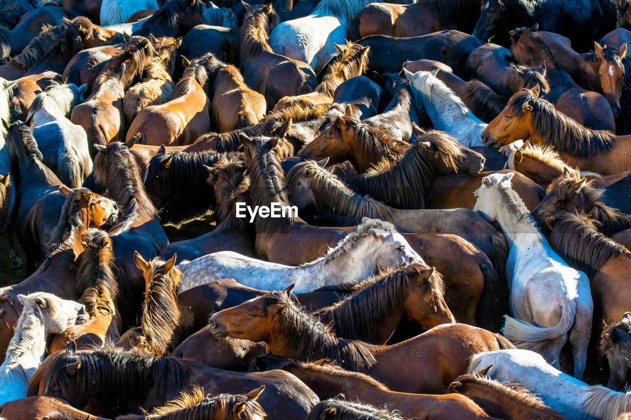 Full frame shot of horse herd