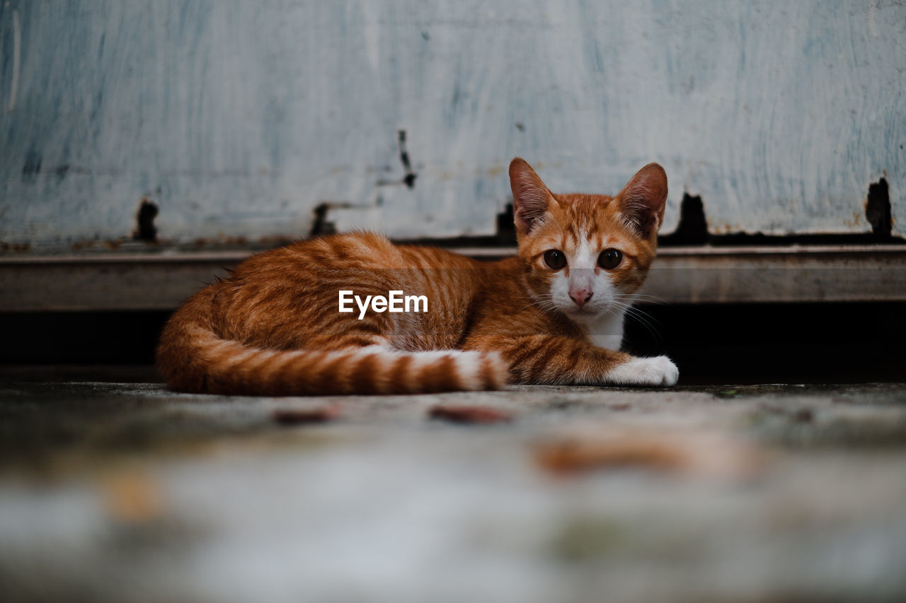 Portrait of ginger cat