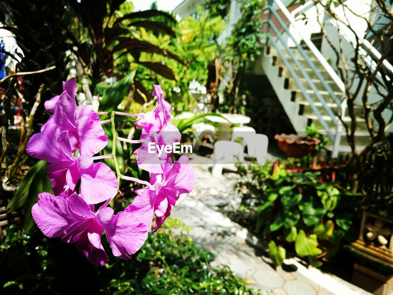 CLOSE-UP OF FLOWERS BLOOMING OUTDOORS