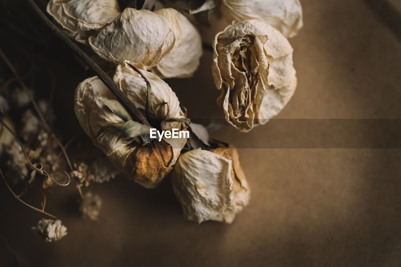 Dried roses on a brown background