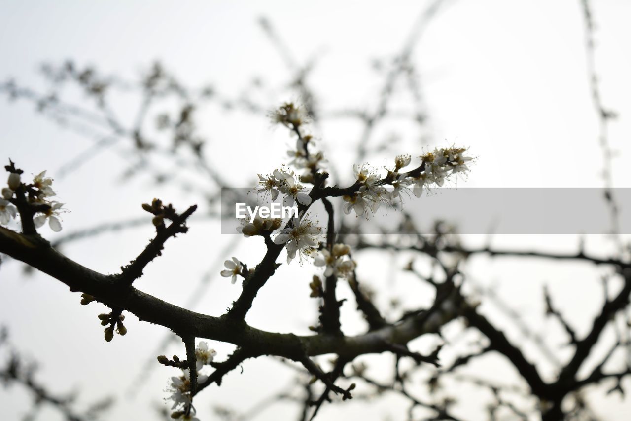 Low angle view of apple blossoms in spring