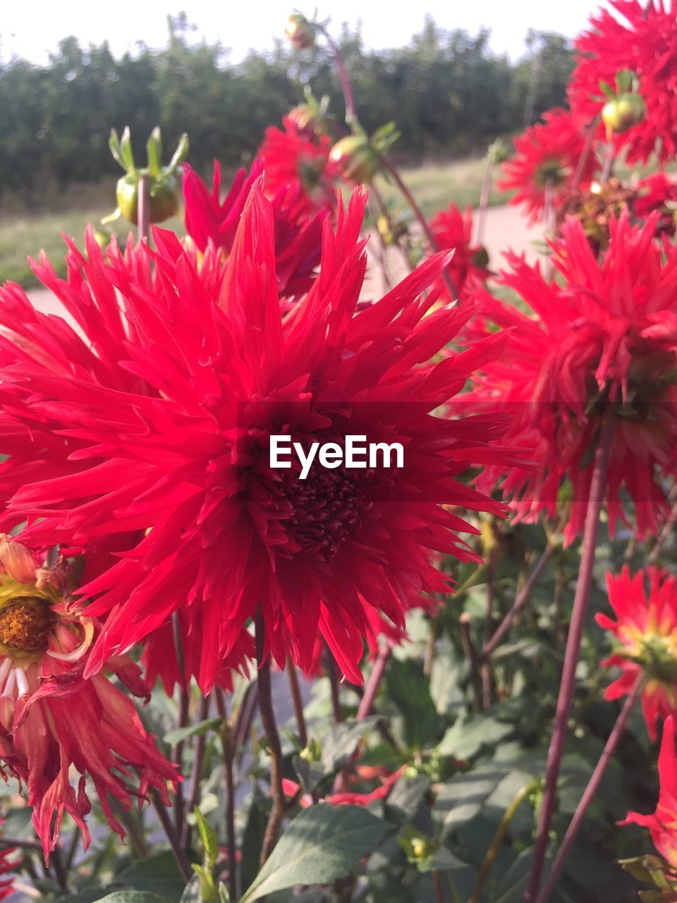 CLOSE-UP OF RED POPPIES BLOOMING OUTDOORS