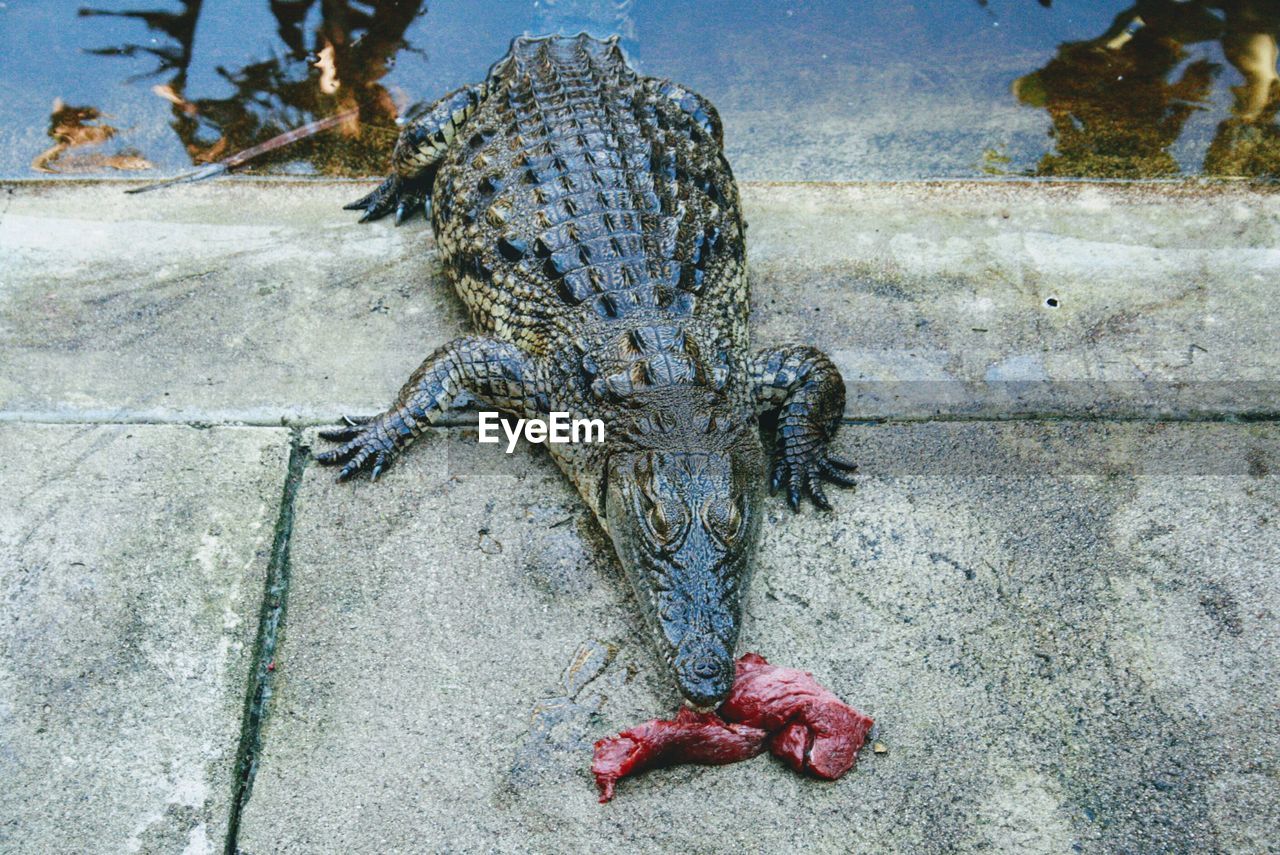 Crocodile eating meat