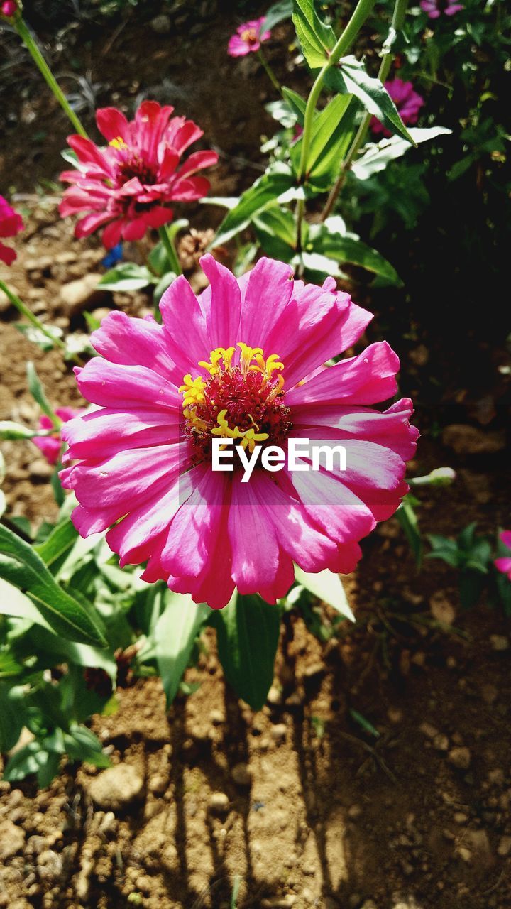 CLOSE-UP OF PINK COSMOS FLOWER BLOOMING OUTDOORS
