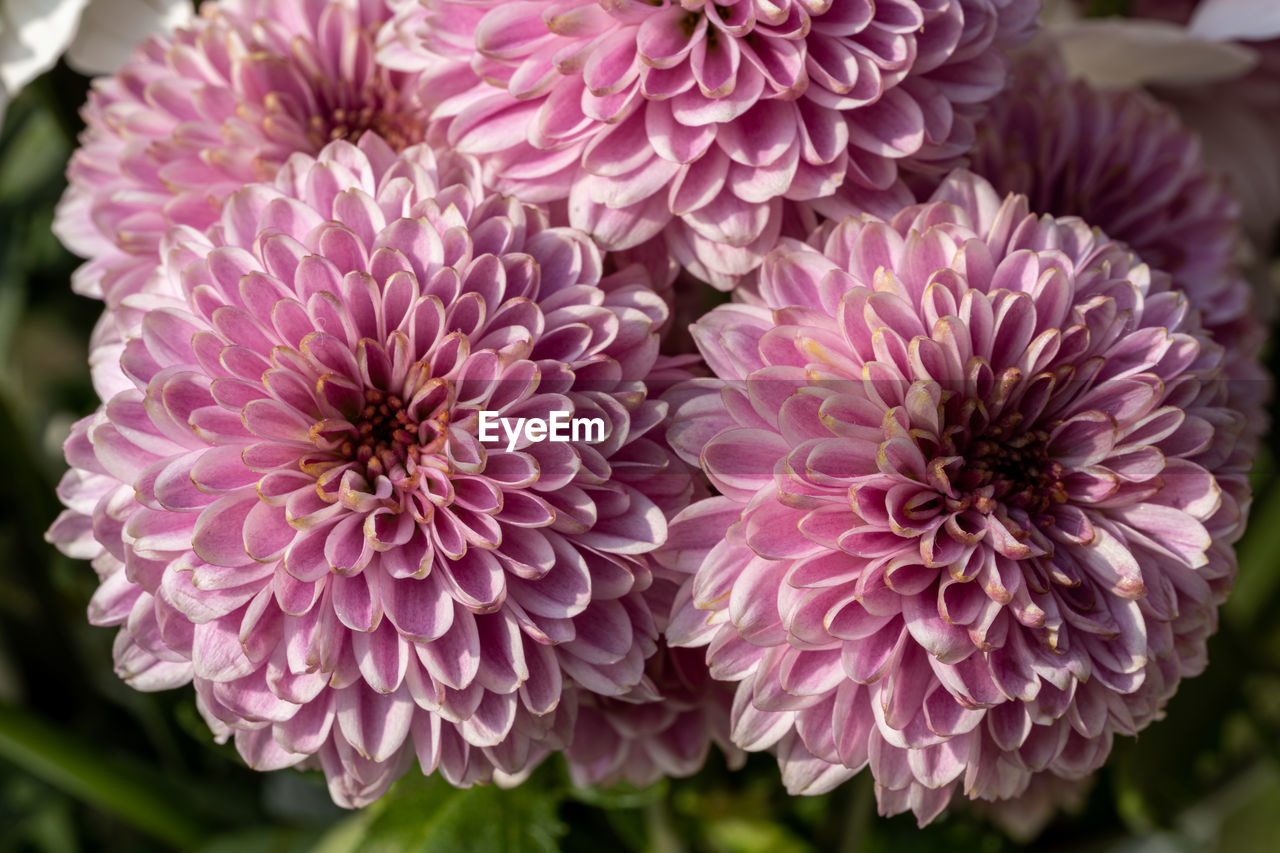 flower, flowering plant, plant, freshness, beauty in nature, petal, close-up, inflorescence, flower head, fragility, pink, growth, nature, purple, no people, focus on foreground, dahlia, outdoors, day, chrysanths, botany, blossom, springtime