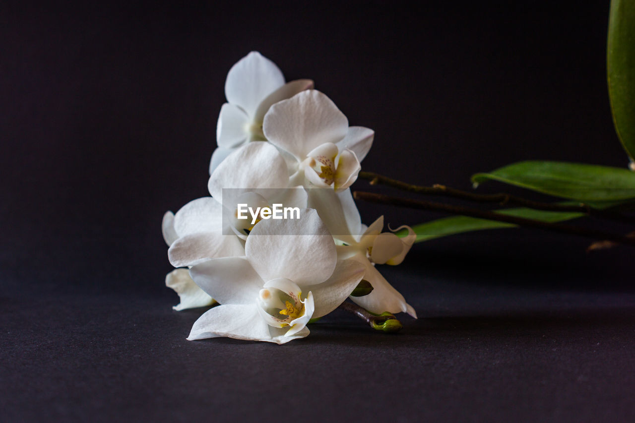 Close-up of white orchid flowers against black background
