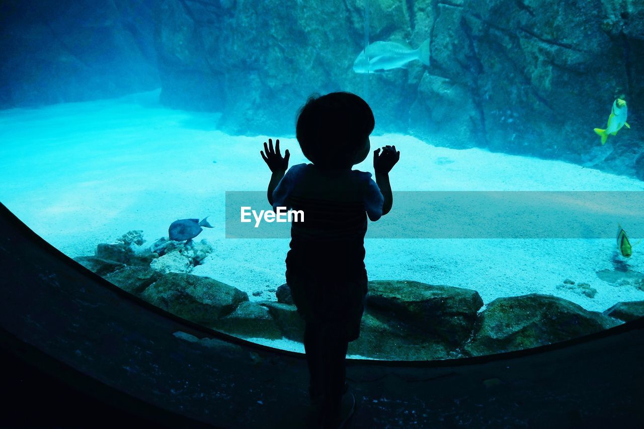 Rear view of girl looking at fish in aquarium