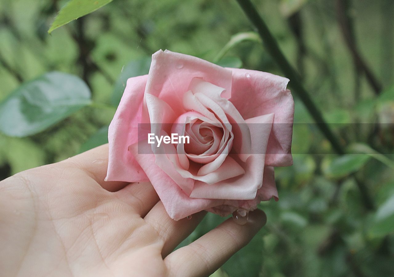 Close-up of hand holding rose