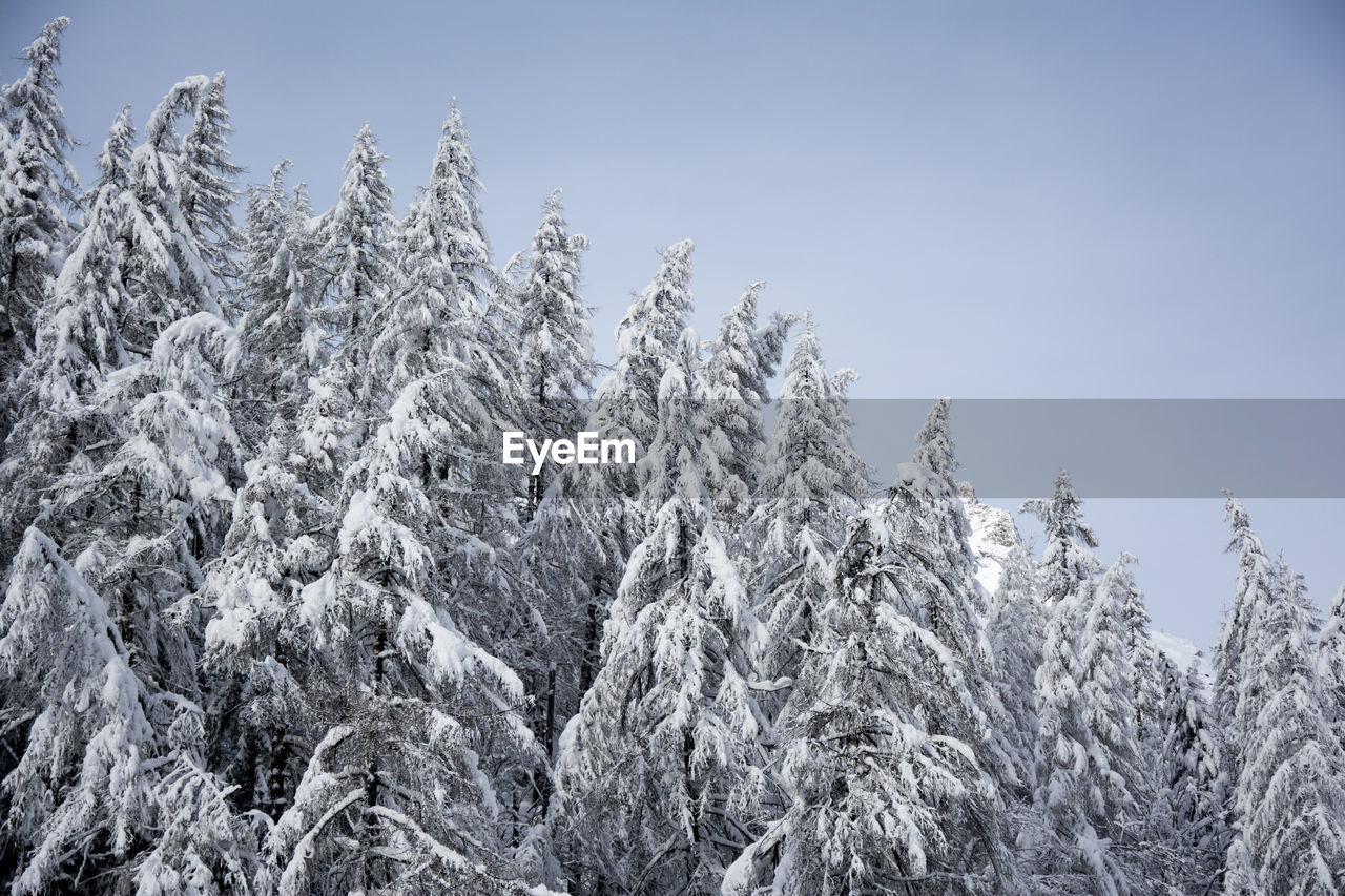 Snow covered trees against clear sky