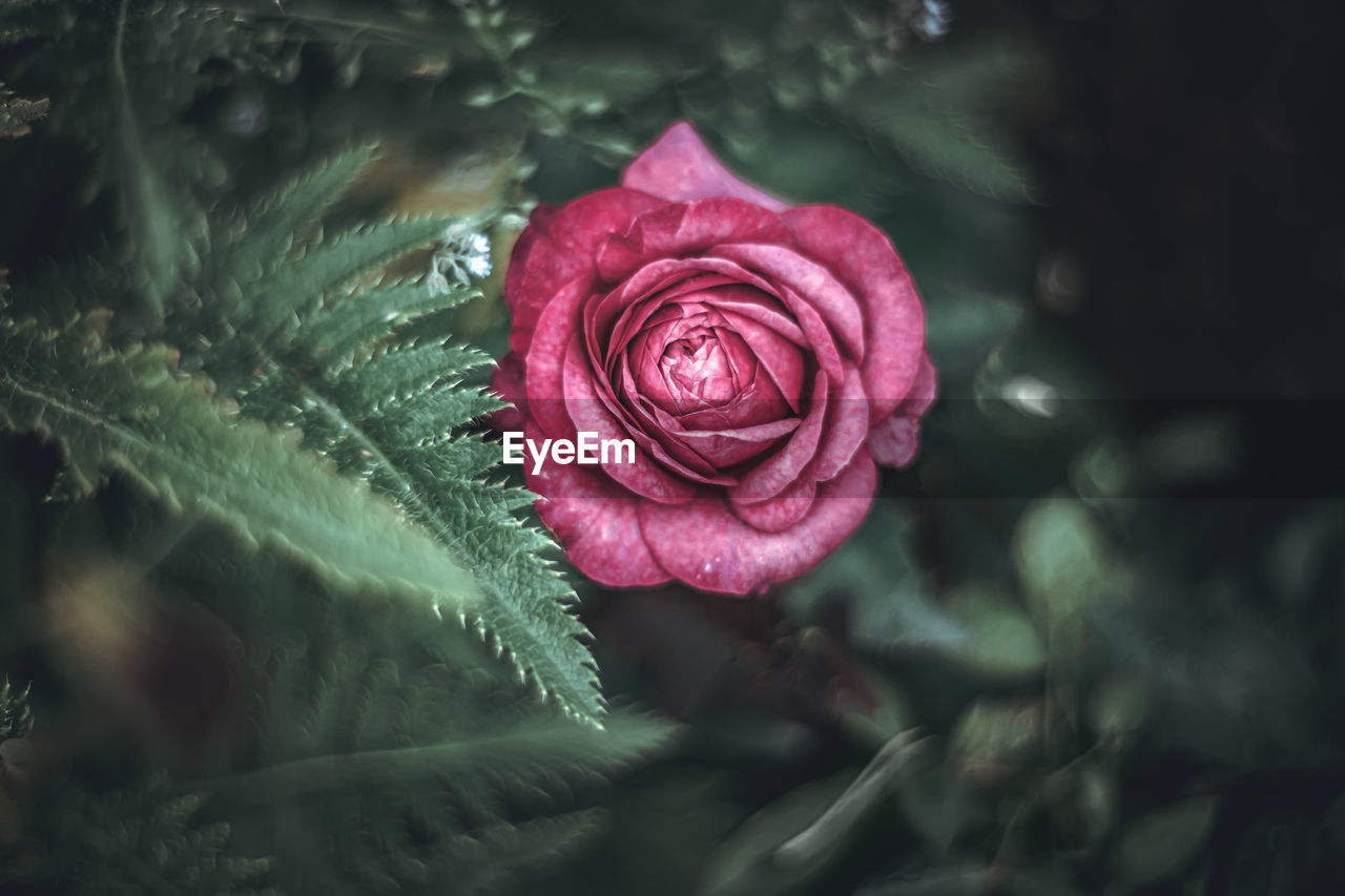 Close-up of pink rose