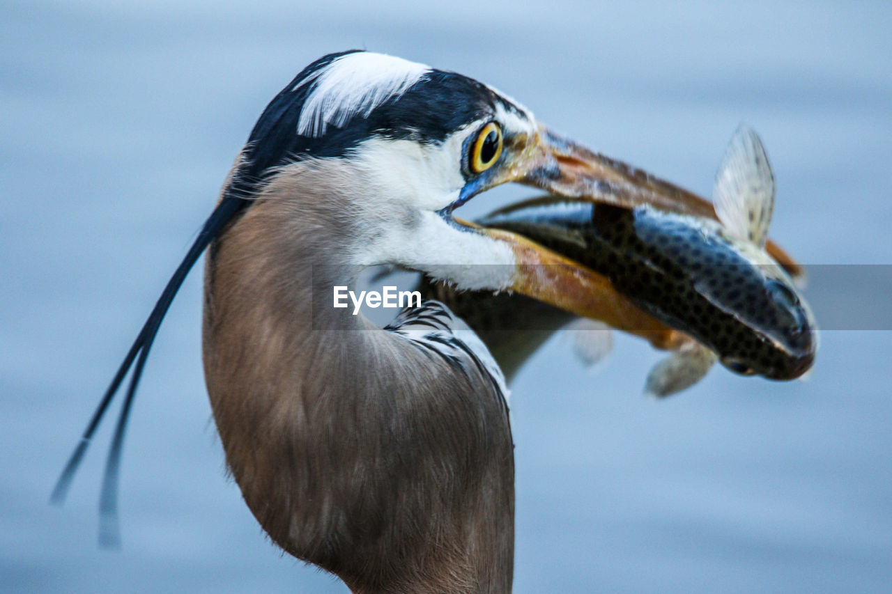 CLOSE-UP OF DUCK