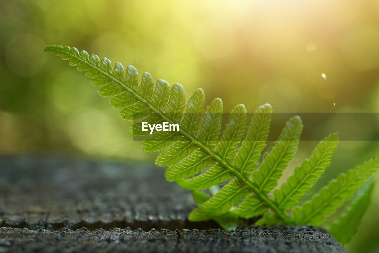 Green fern plant leaf textured in summer in the nature, ferns in the forest