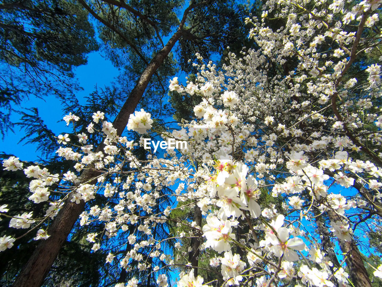 LOW ANGLE VIEW OF CHERRY BLOSSOM TREE