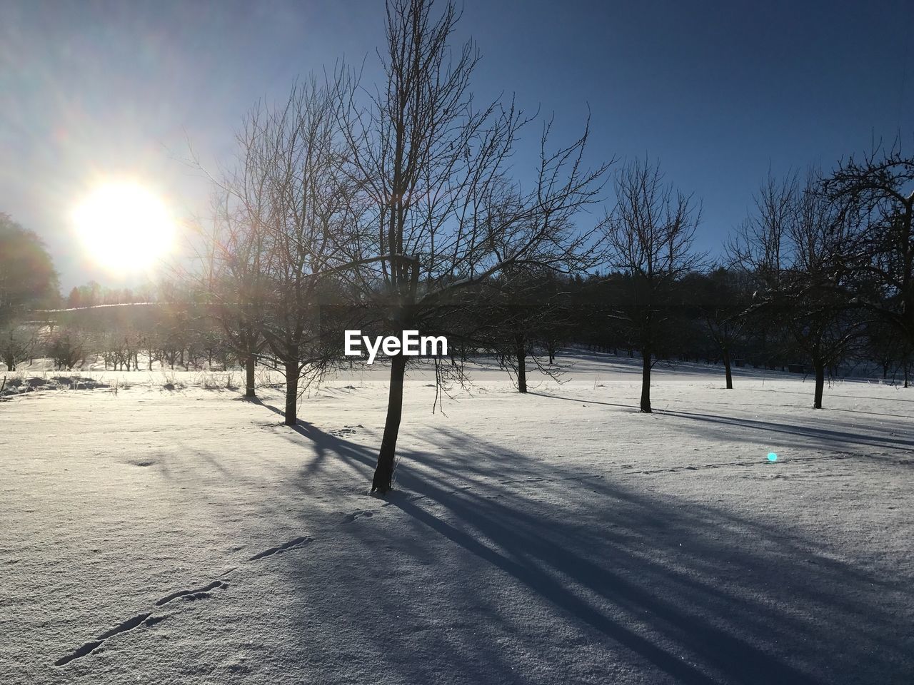 SNOW COVERED TREES AGAINST SKY