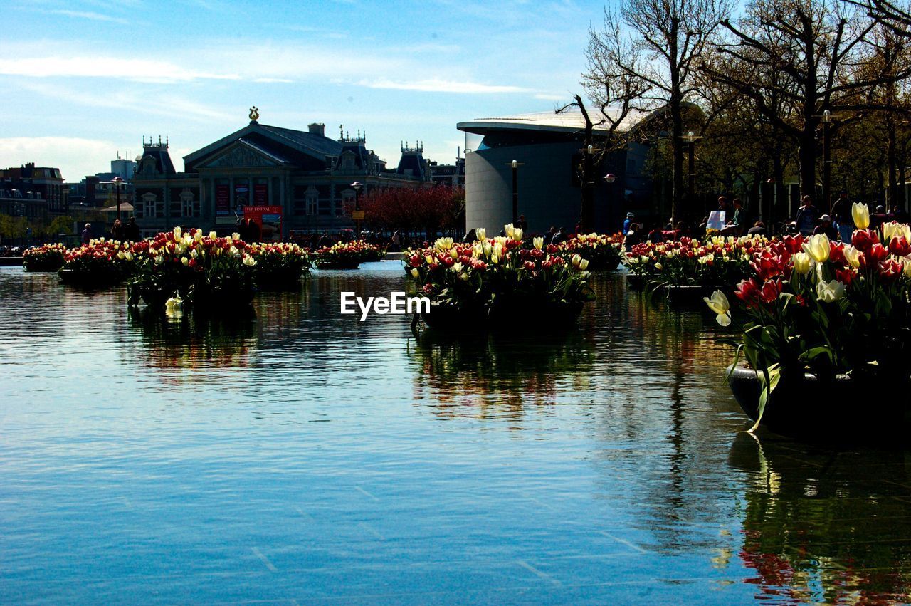 Tulips growing on pond at park