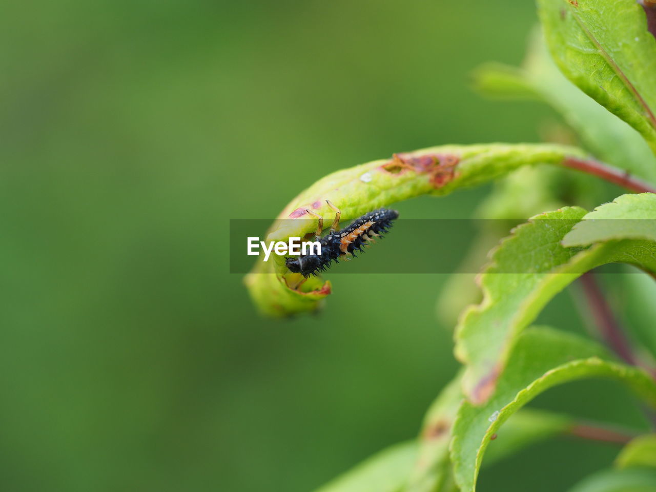 Close-up of lady bug larve on leaf