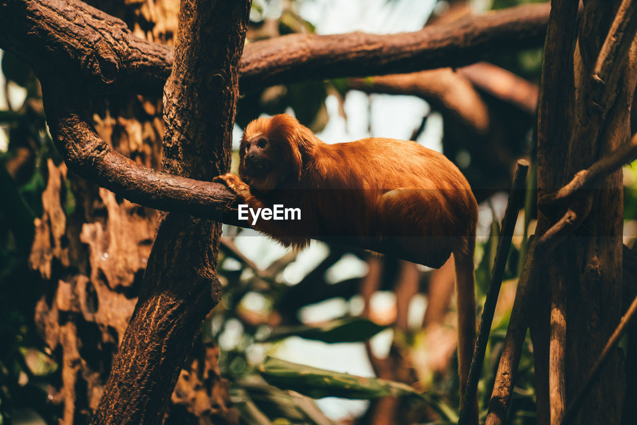 View of a monkey on tree