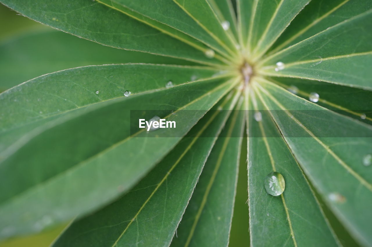 Close-up of wet plant leaves