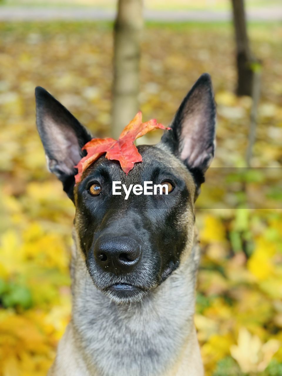 PORTRAIT OF DOG LOOKING AWAY