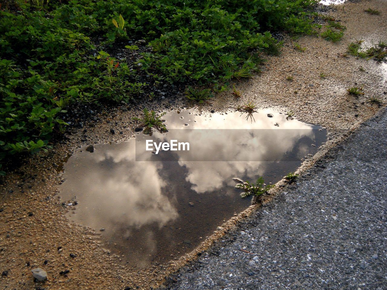 High angle view of clouds reflection in puddle on roadside by plants