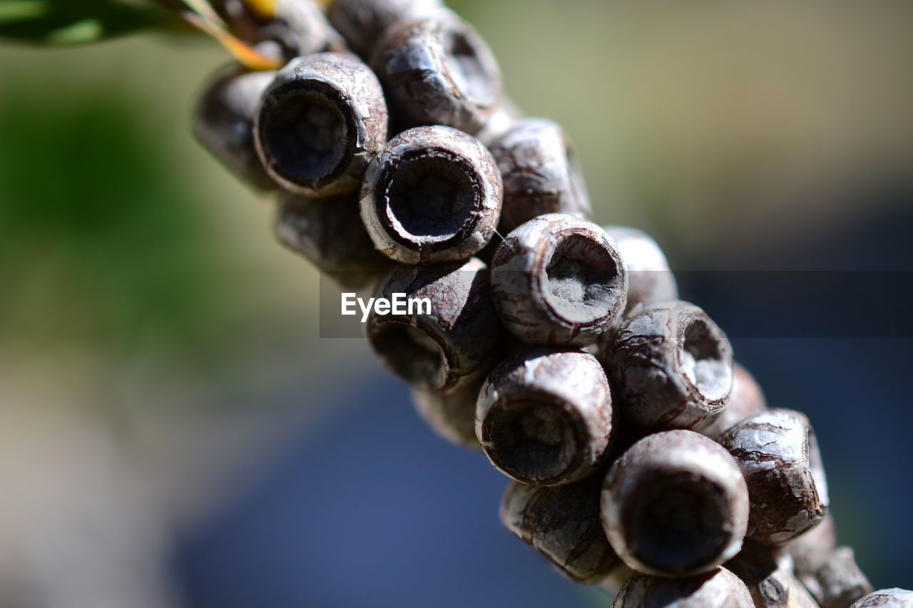 Close-up of buds growing on plant