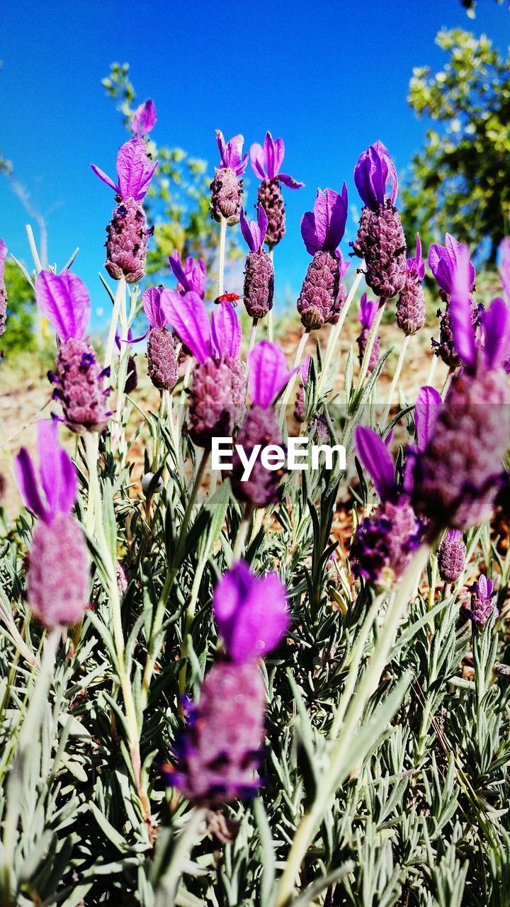 Close-up of pink flowers blooming in field