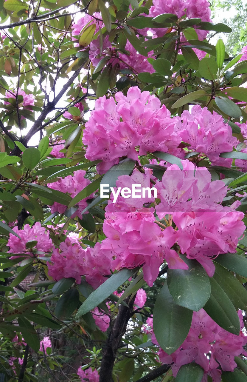 CLOSE-UP OF PINK FLOWERS ON PLANT