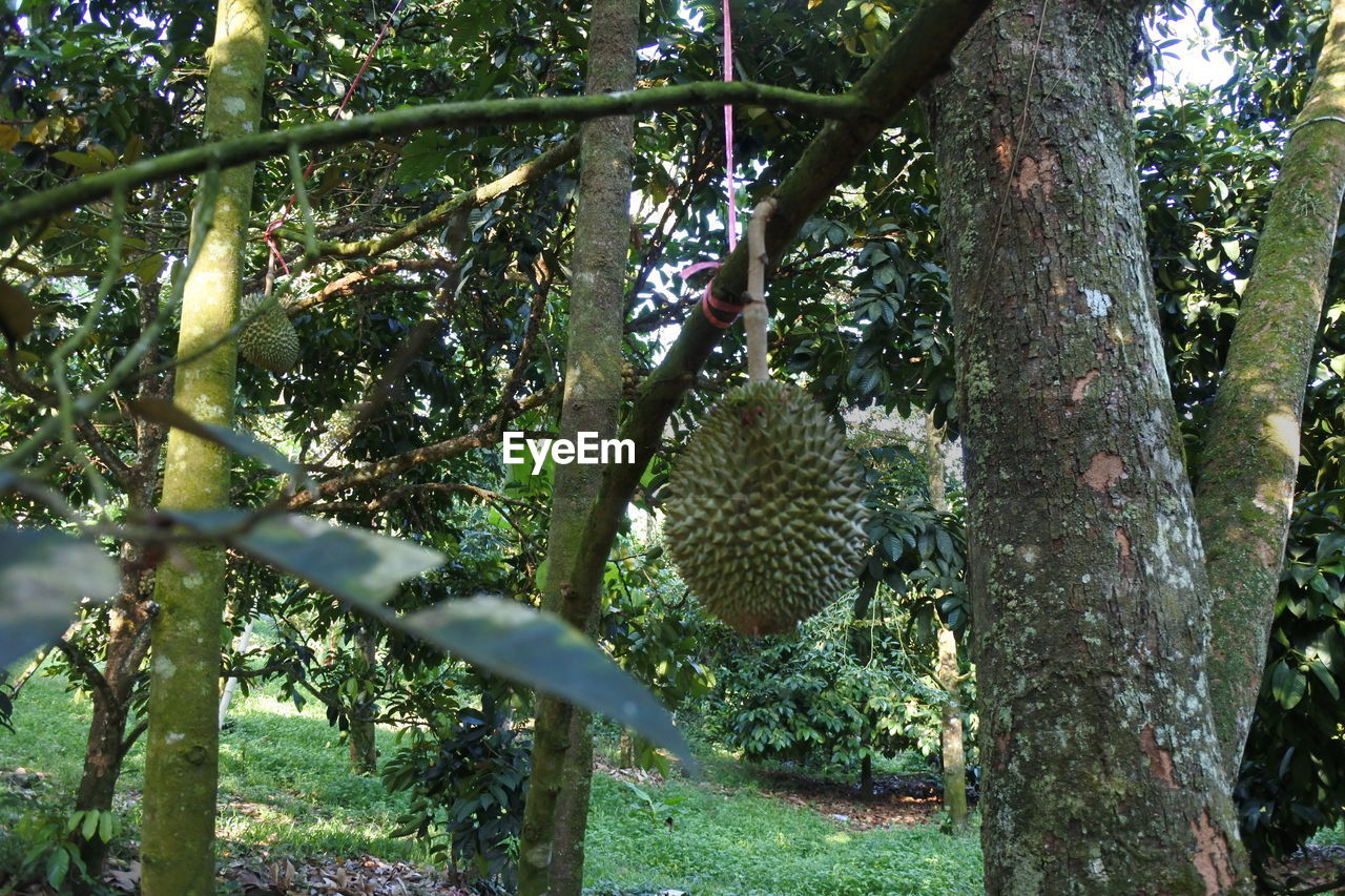 PLANTS GROWING ON TREE TRUNK