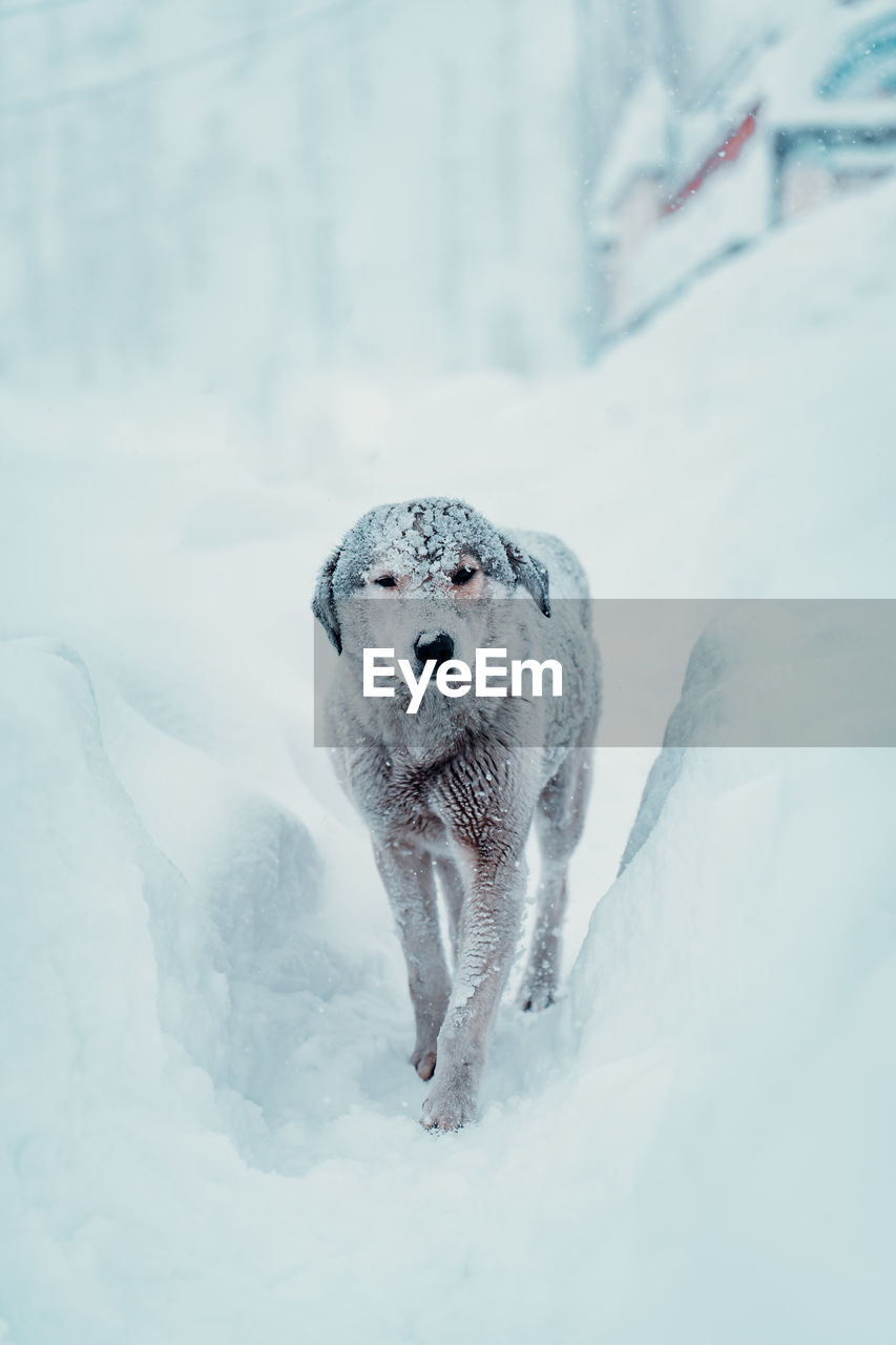 Dog on snow covered field