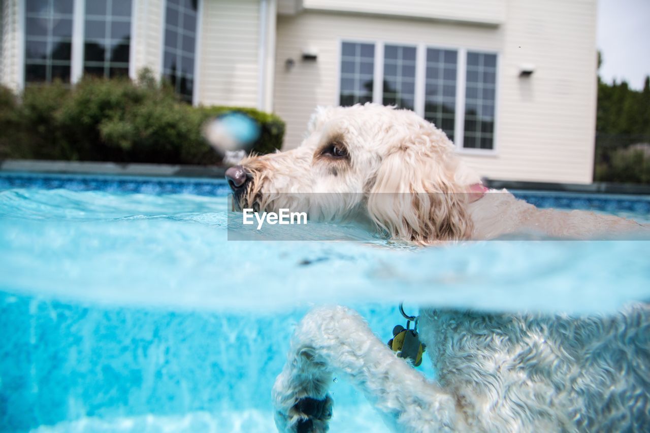 DOG ON SWIMMING POOL IN PARK