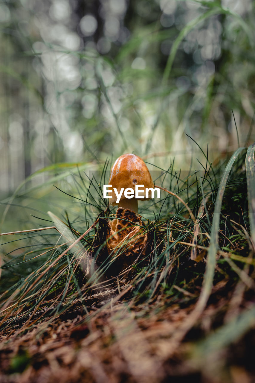 Mushroom growing in the forest