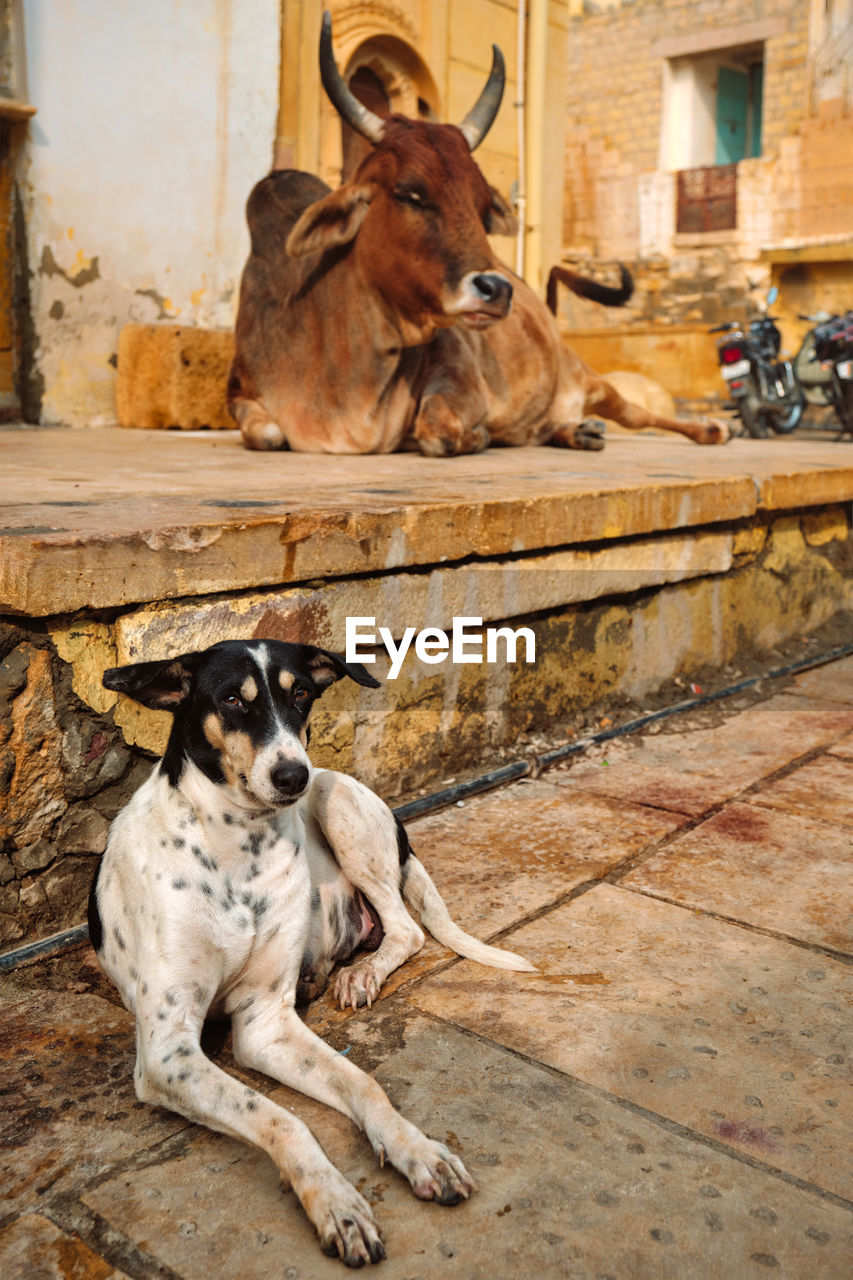 DOGS SITTING ON STONE