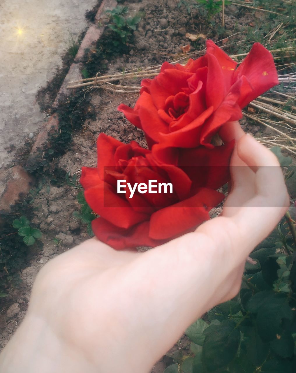 CLOSE-UP OF PERSON HOLDING RED ROSE FLOWER