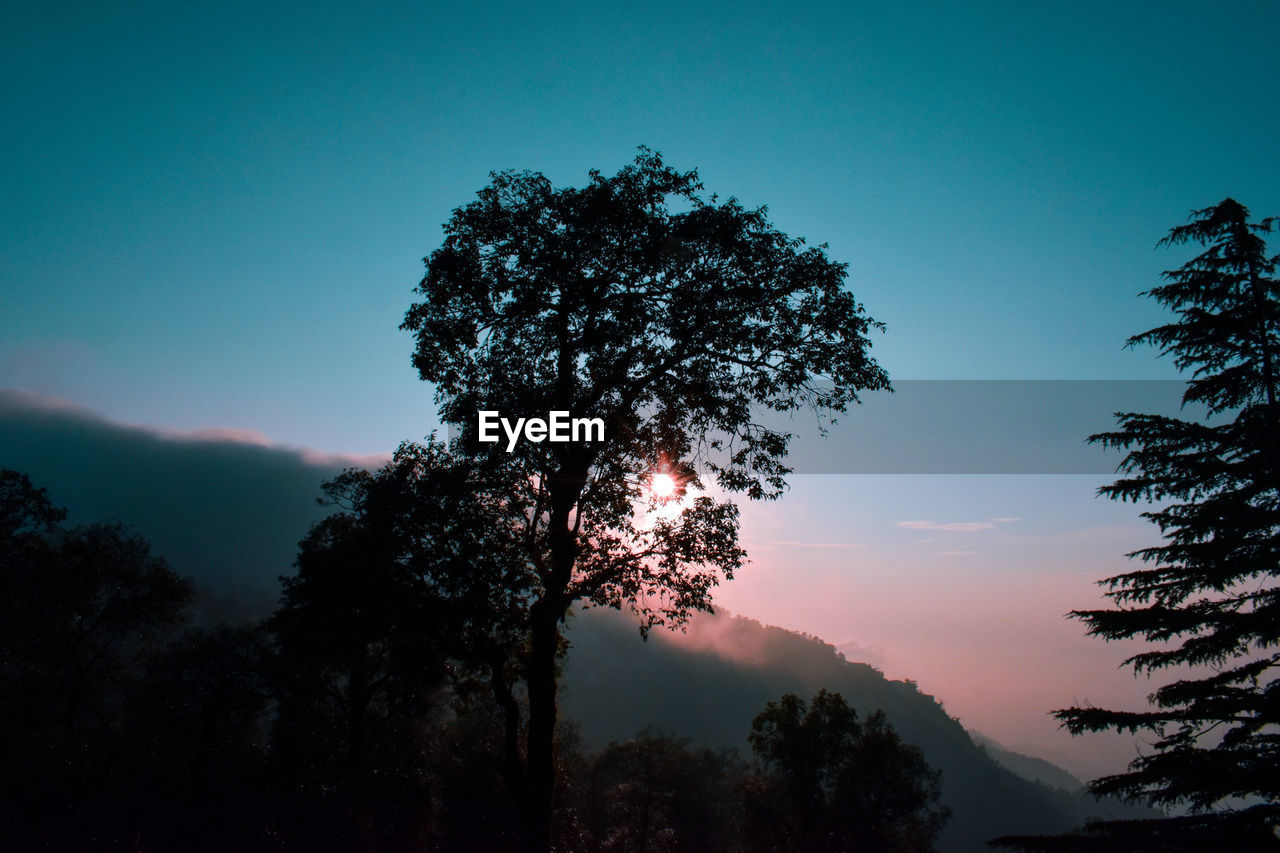 LOW ANGLE VIEW OF SILHOUETTE TREE AGAINST BLUE SKY