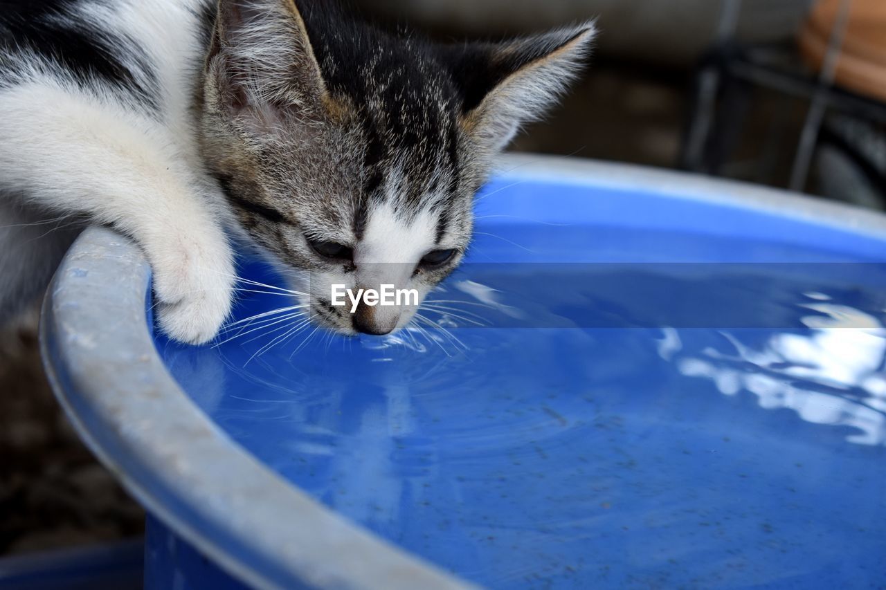 Close-up of a cat drinking water