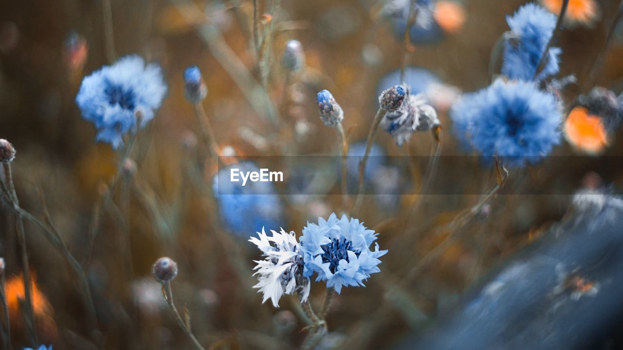CLOSE-UP OF BLUE FLOWERING PLANT