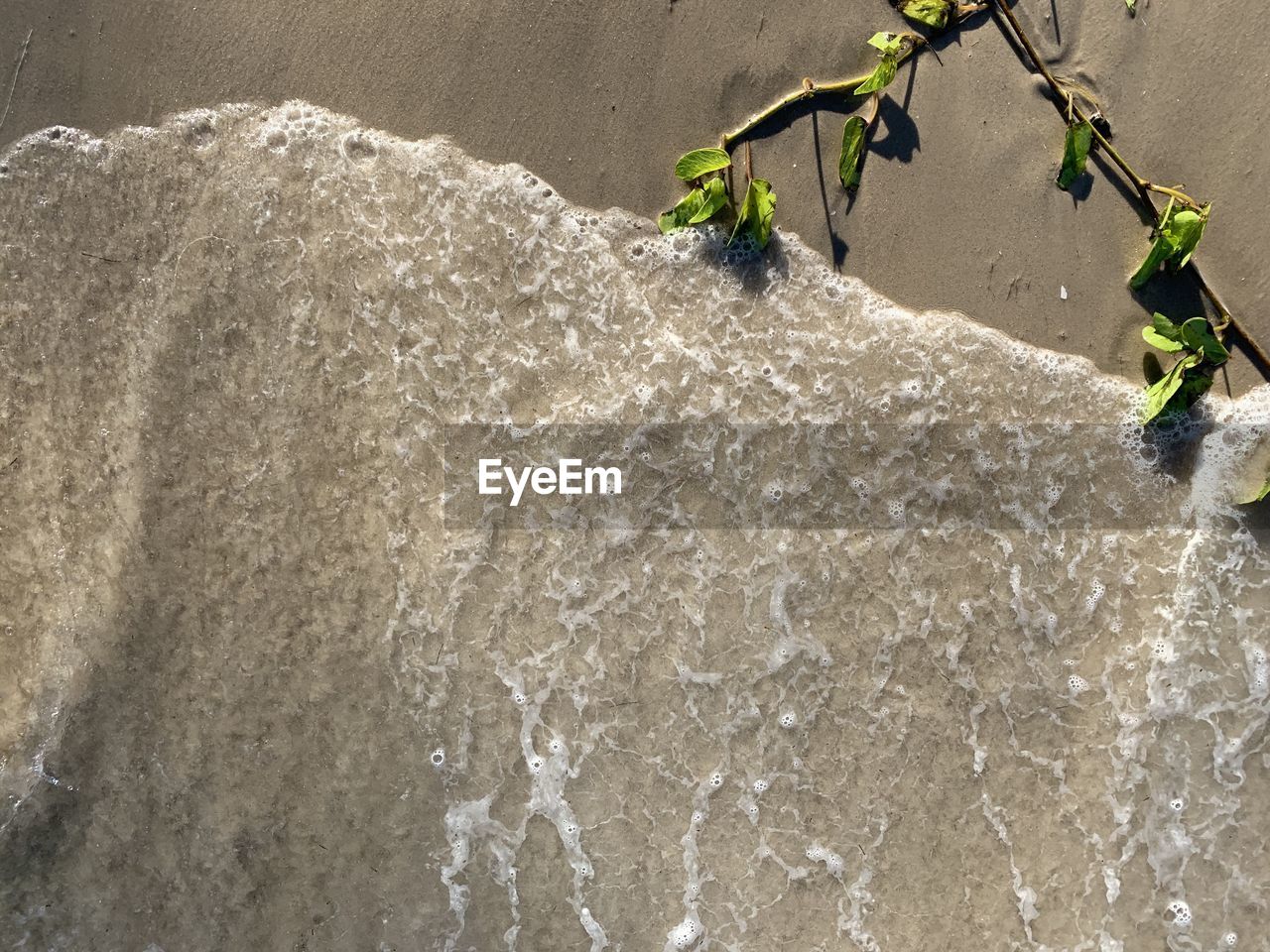 HIGH ANGLE VIEW OF PLANT ON WALL BY SEA