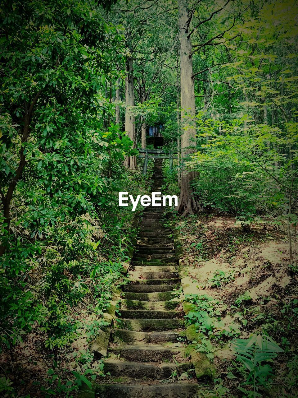 Steps amidst trees in forest