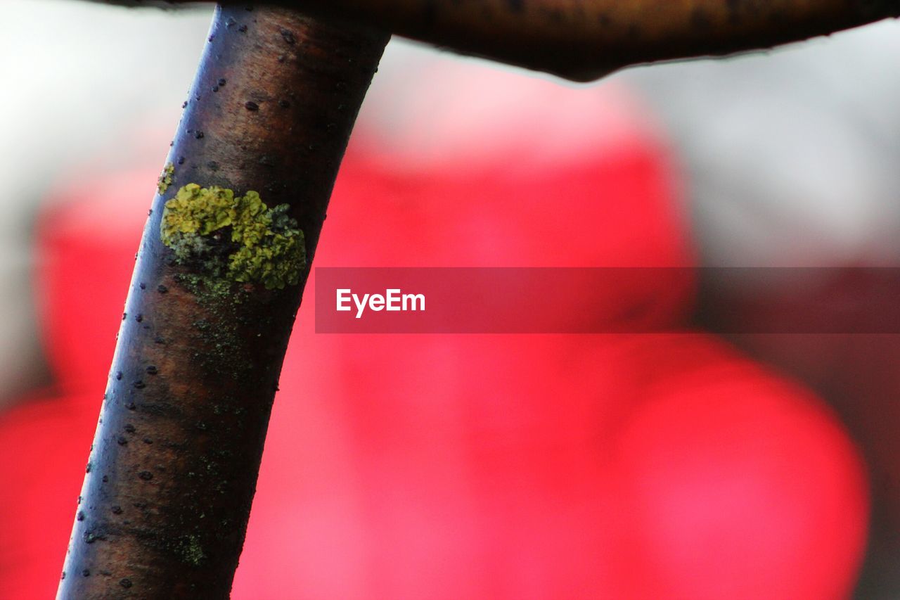 CLOSE UP OF RED TREE TRUNK