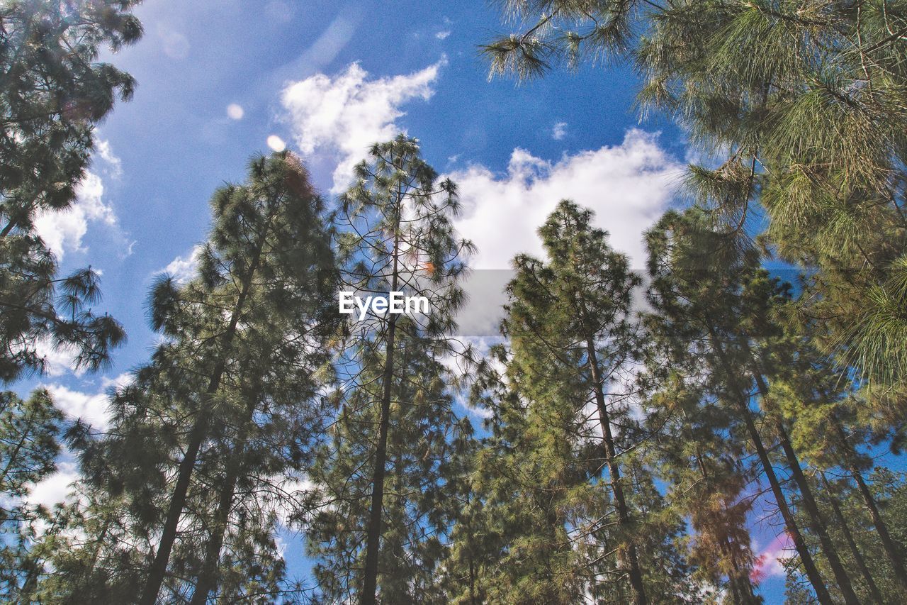 Low angle view of trees against sky