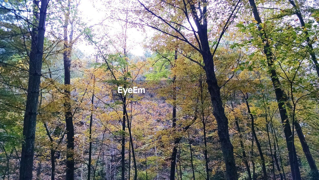 Low angle view of trees growing in forest