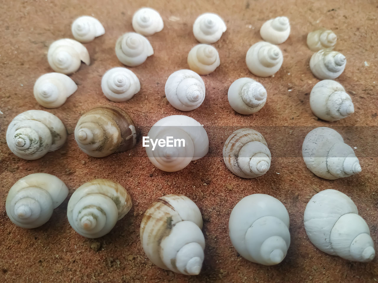 HIGH ANGLE VIEW OF SHELLS ON WHITE TABLE