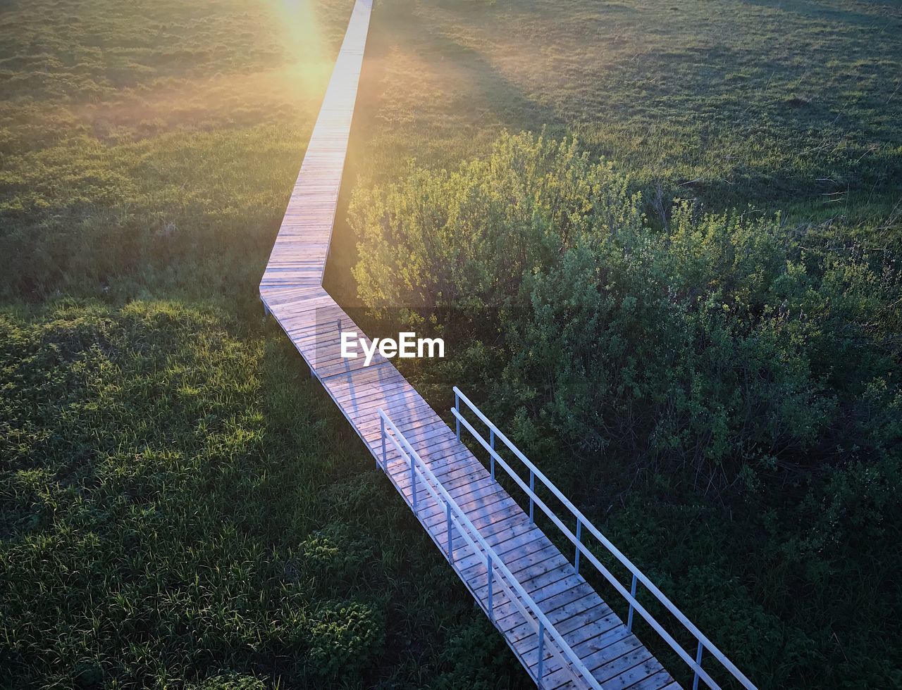 HIGH ANGLE VIEW OF TREES AND GRASS