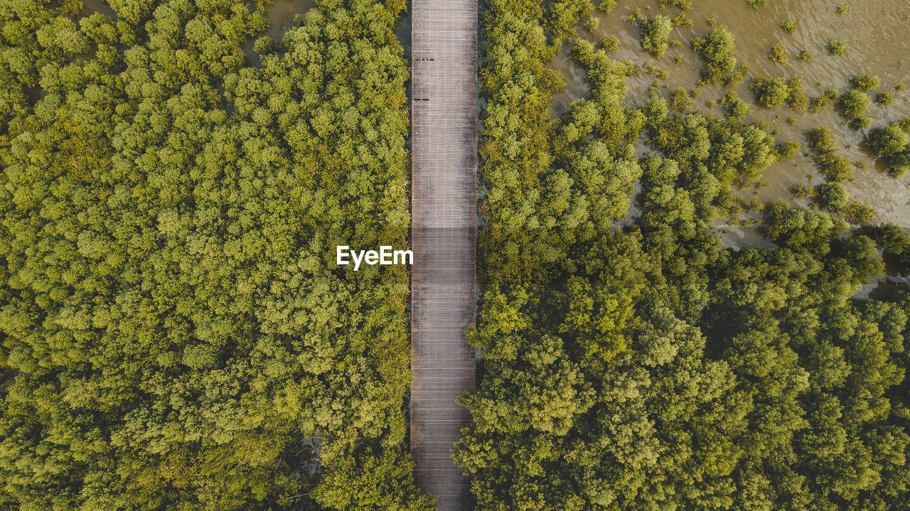 High angle view of plants growing on field