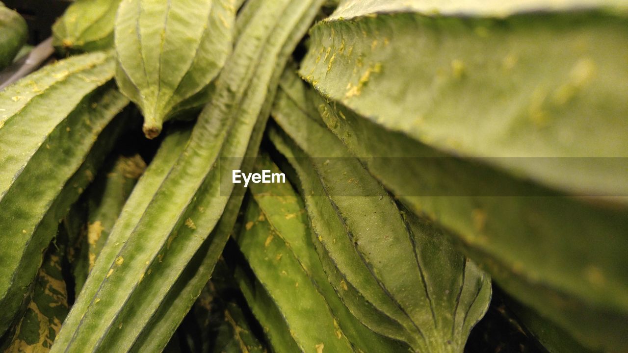 Full frame shot of leaf