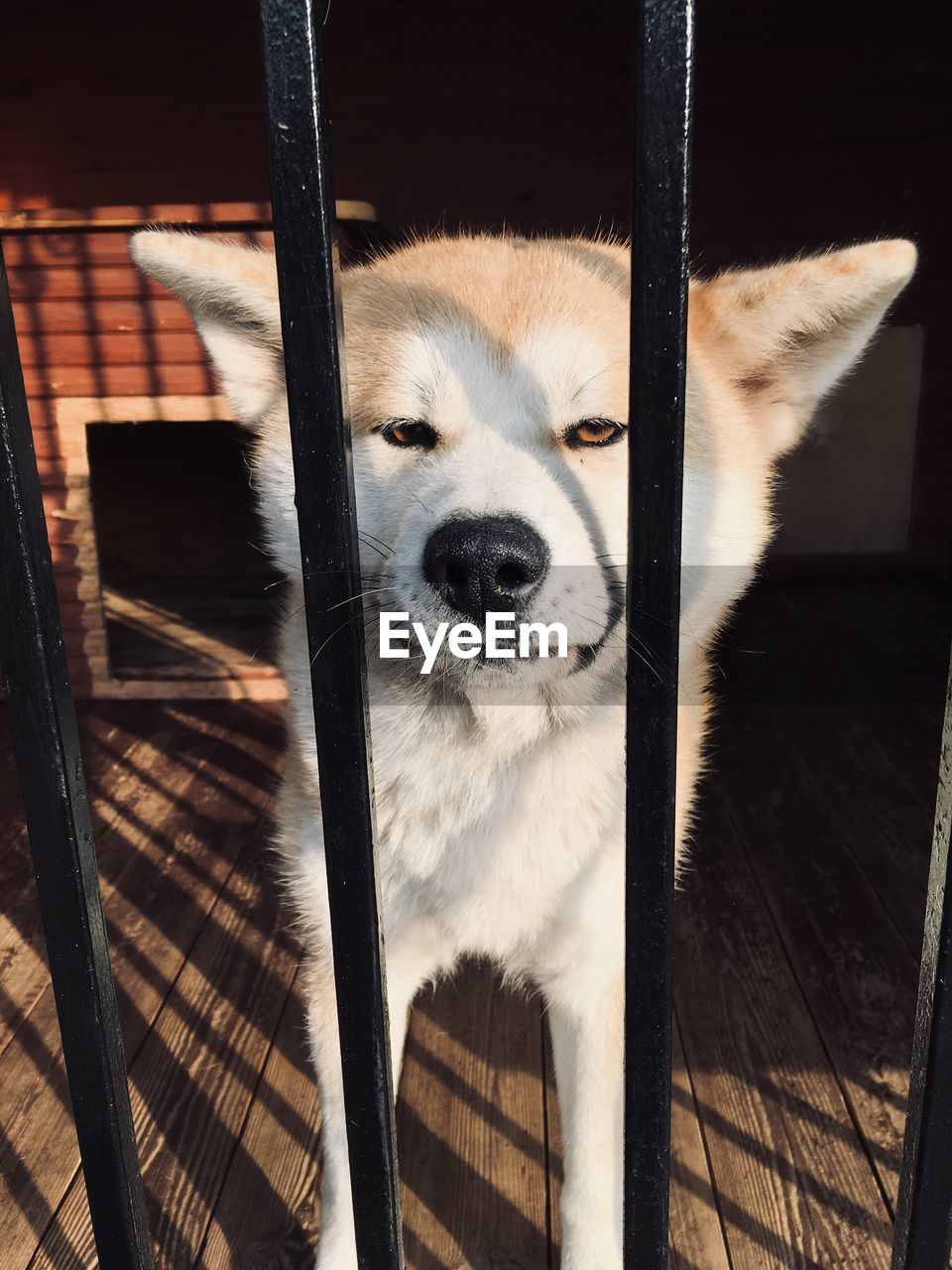 Portrait of dog by fence