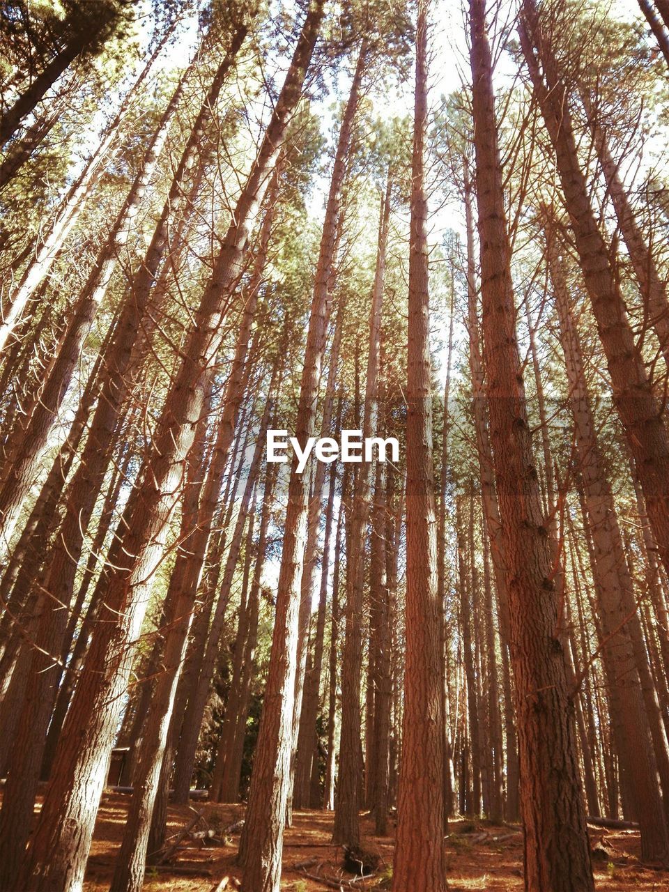 Low angle view of bamboo trees in forest